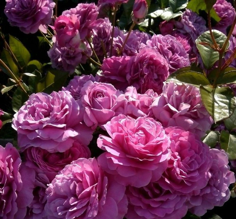 Роза чайно-гибридная Сурир де Периге С4