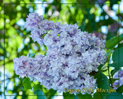 Сирень Небо Москвы