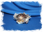 Spondylus sinensis, Китайский спондилус, Спондилус синенсис