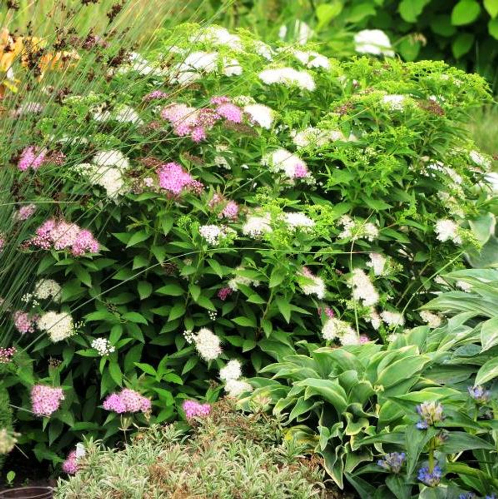 Спирея японская Shirobana