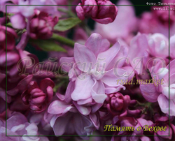 Сирень Память о Вехове