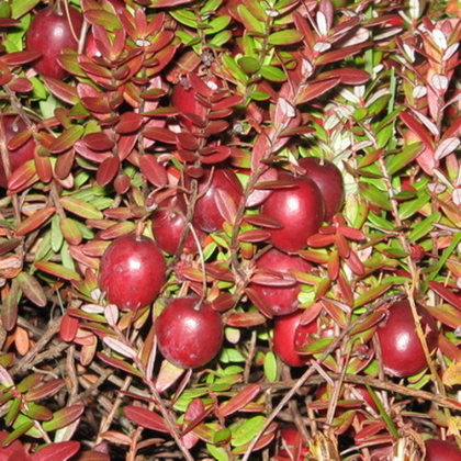 Клюква садовая Мак Фарлин