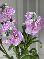 Маттиола кустовая в розовом оттенке