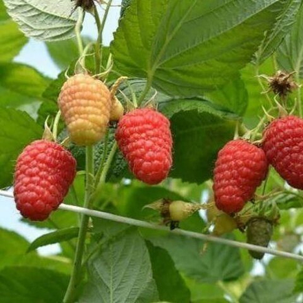 Малина Соколица