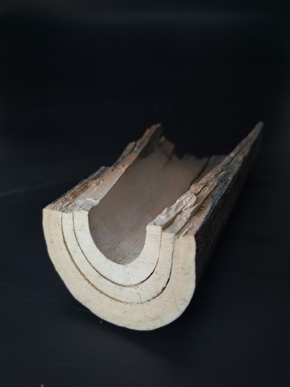 Бивень мамонта для коллекции