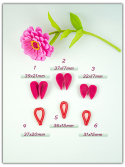 Лепестки циннии