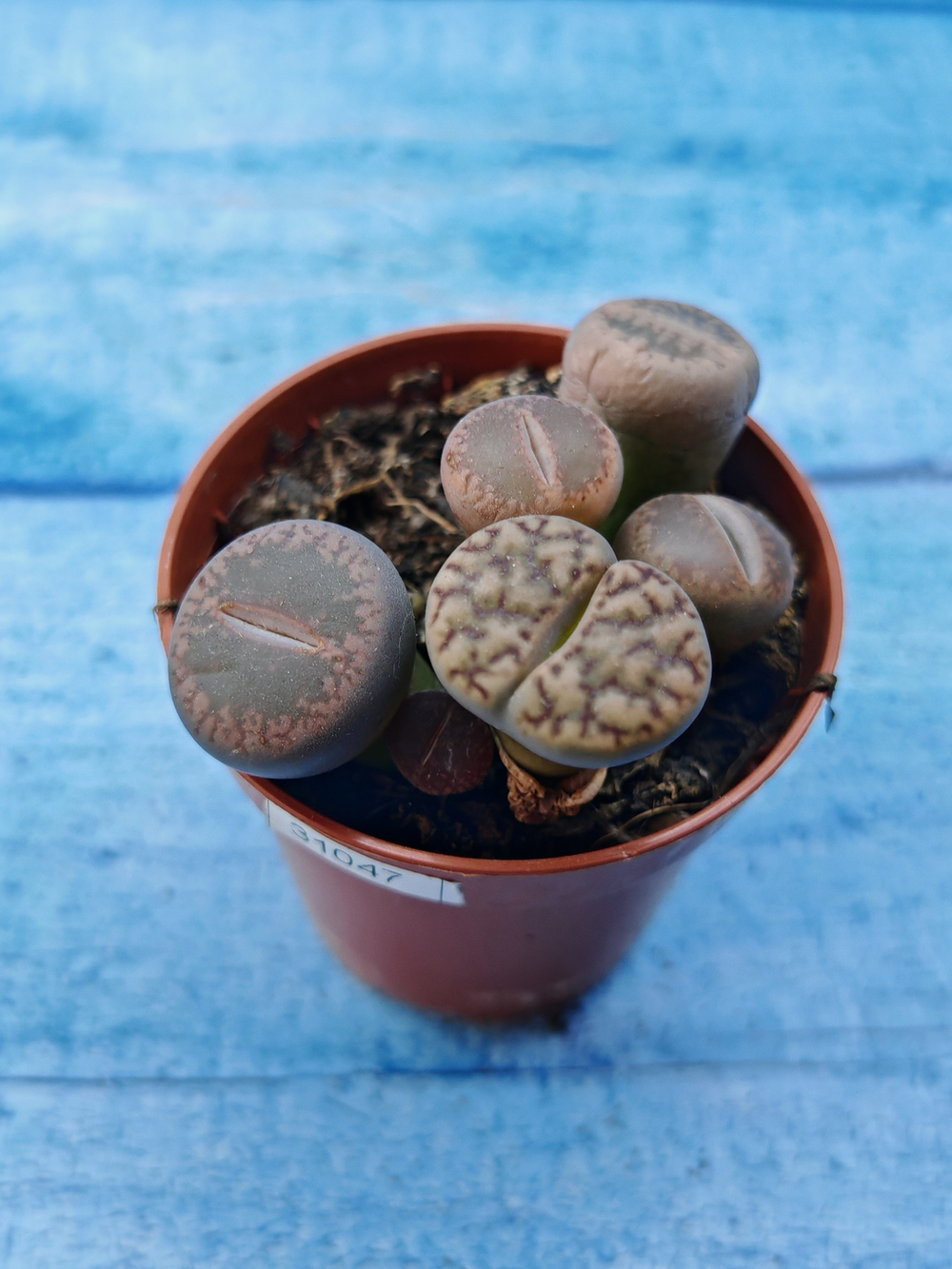 Lithops sp. (Литопсы)