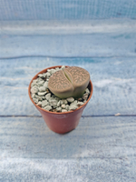 Lithops sp. (Литопсы)