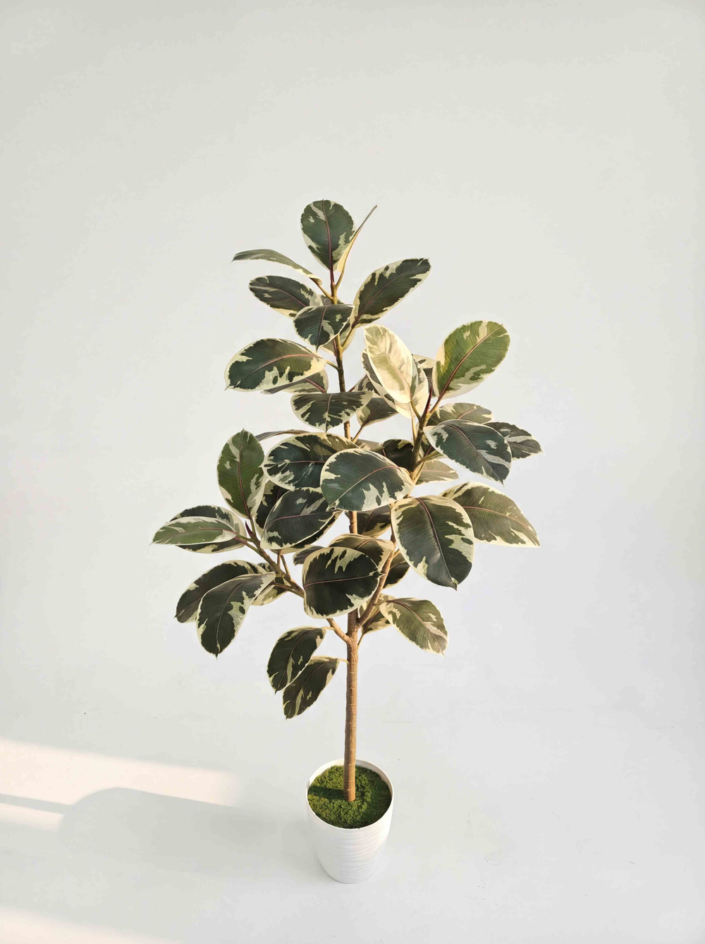 Фикус Эластика пестрый 130см в кашпо