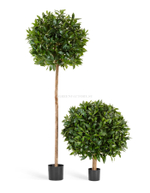 Лавр круглый на высоком стволе