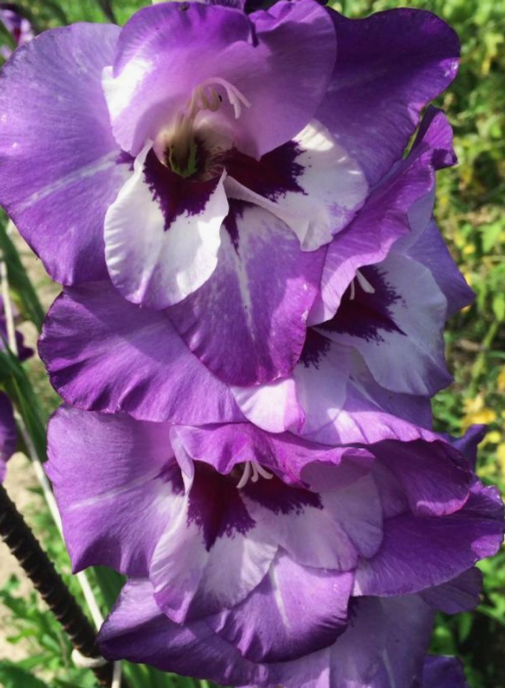 Гладиолус крупноцветковый Виста луковица март 2026