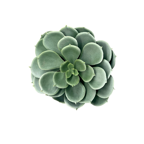 Суккулент Эхеверия сизый