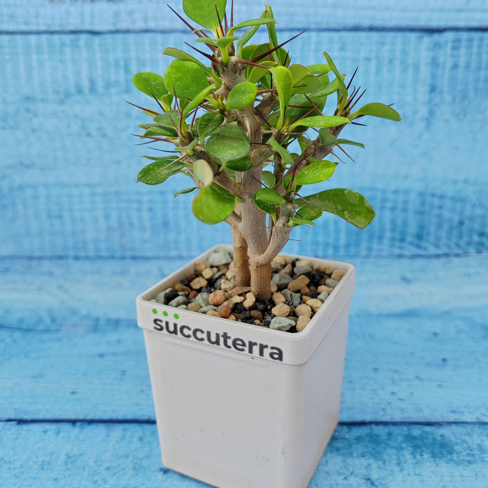 Euphorbia Milii (Эуфорбия)