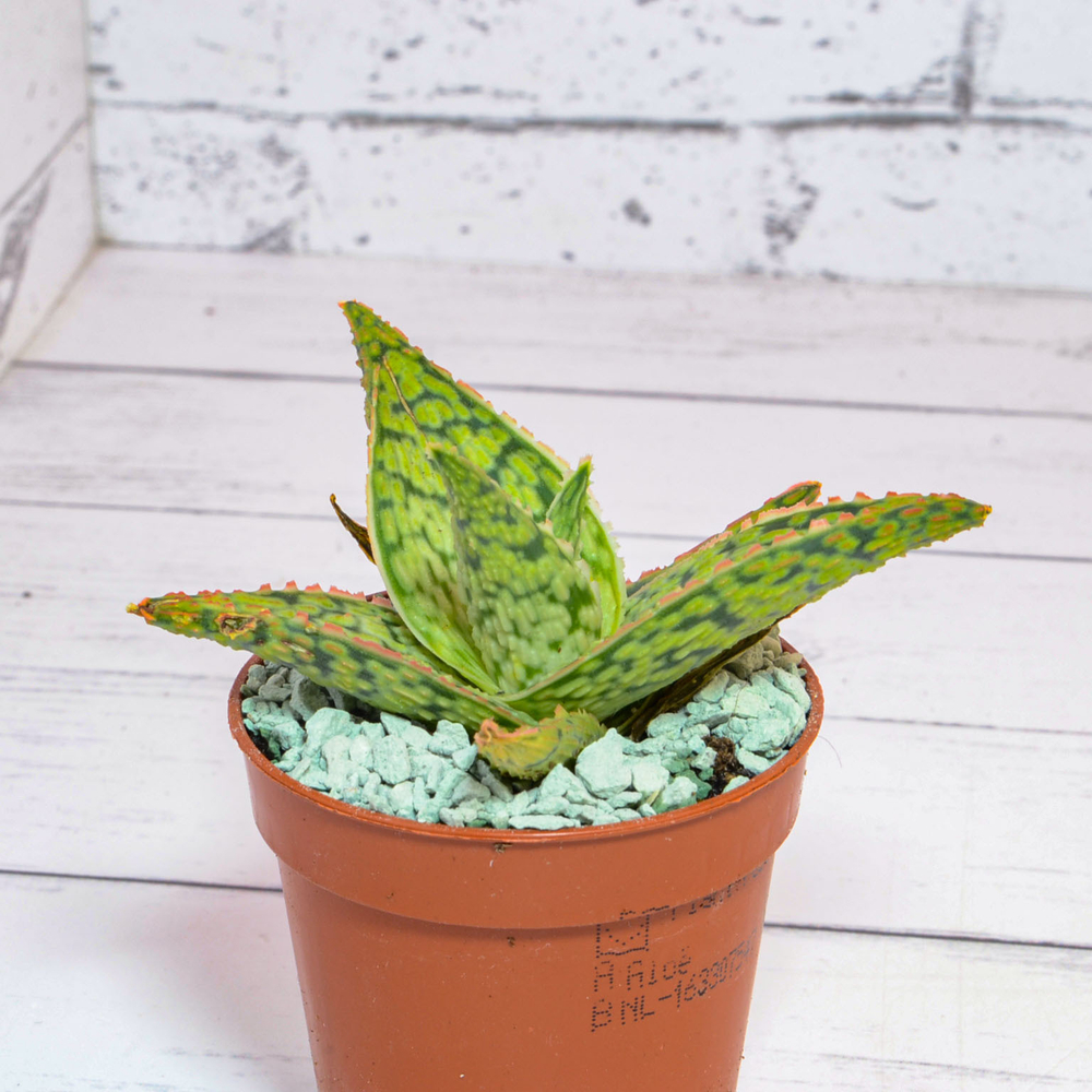 Aloe Vitro (Алоэ)