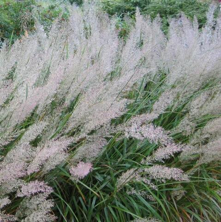 Вейник бриллиантовый . Calamagrostis arundinacea var. Brachytricha.