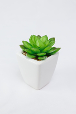 Суккулент в белом горшочке 17 см