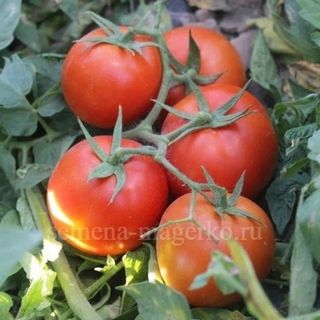 Томат ГС -12 F1 1000 (семян)