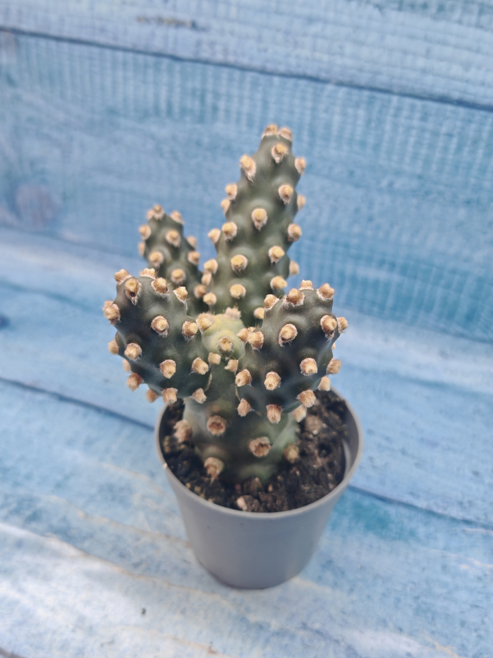 Tephrocactus Molinensis (Тефрокактус)