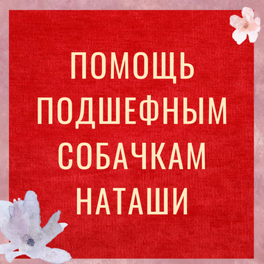 Помощь подшефным собачкам Наташи на пристройство.