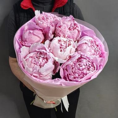 7 пионов сорта "Сара Бернар"