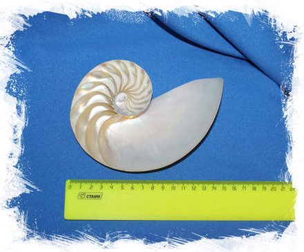 Срез Наутилуса Помпилиуса перламутрового 3 части