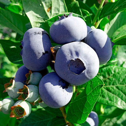 БЛЮКРОП (Bluecrop) голубика 6-8 мес. (укорененный черенок)