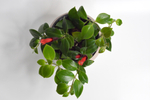 Эсхинатус Мона Лиза / Aeschynanthus Mona Liza