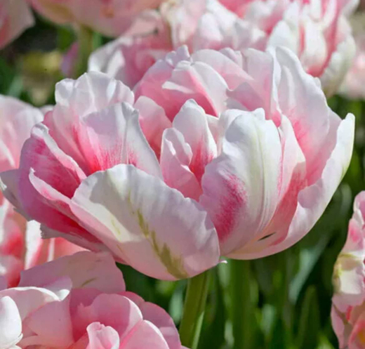 Тюльпан Финола Закупка М78 сентябрь 2026