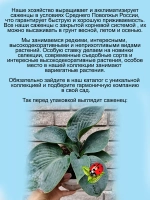 Хоста Элеганс Блу голубая крупная многолетняя