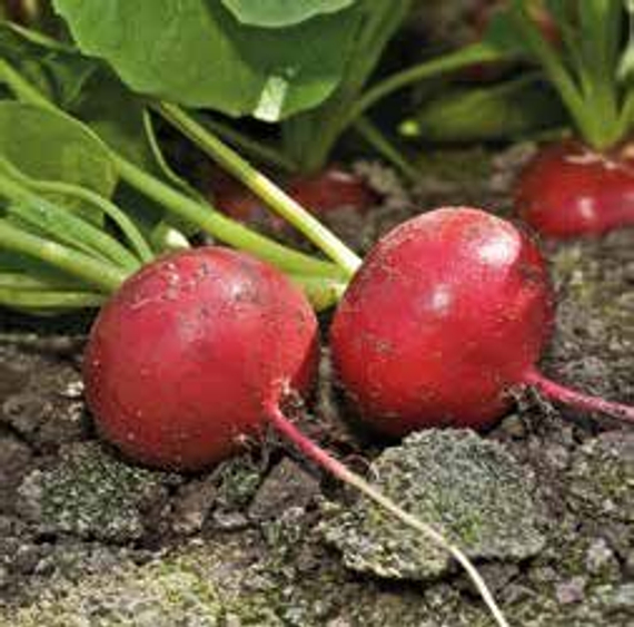 Диего F1 семена редиса купить – фото 2