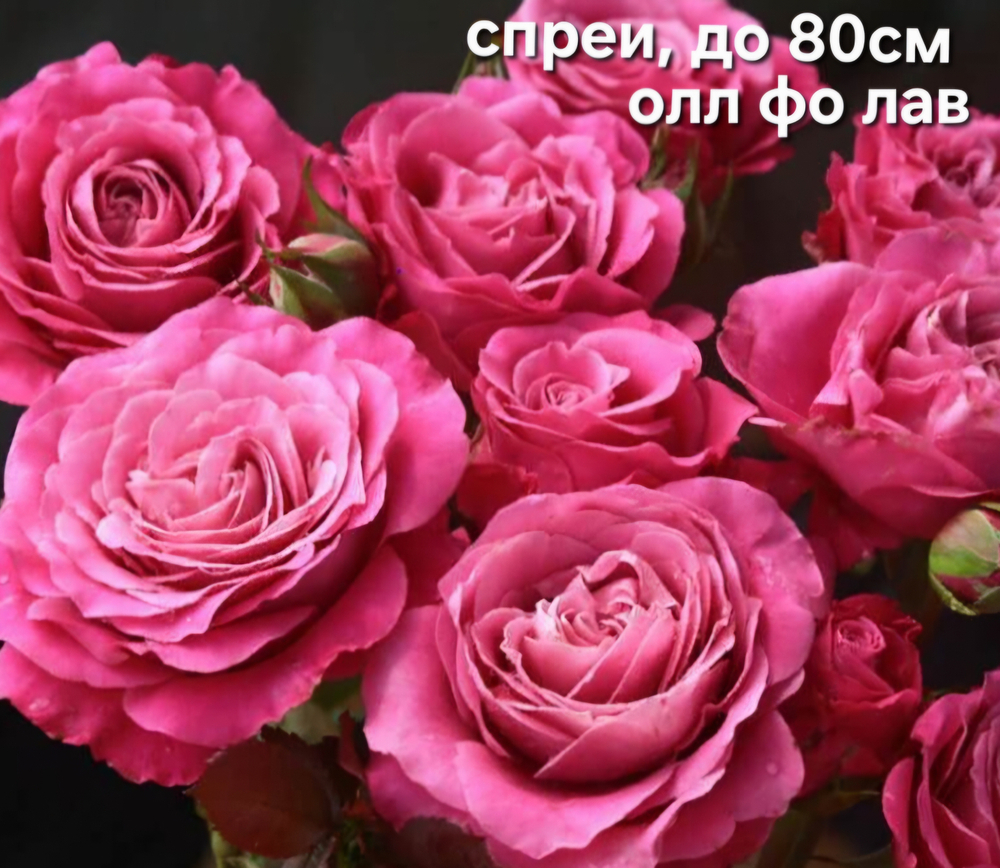 Саженцы роз спреи ОЛЛ ФО ЛАВ