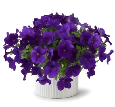 П17 Петуния Cascadies Indigo