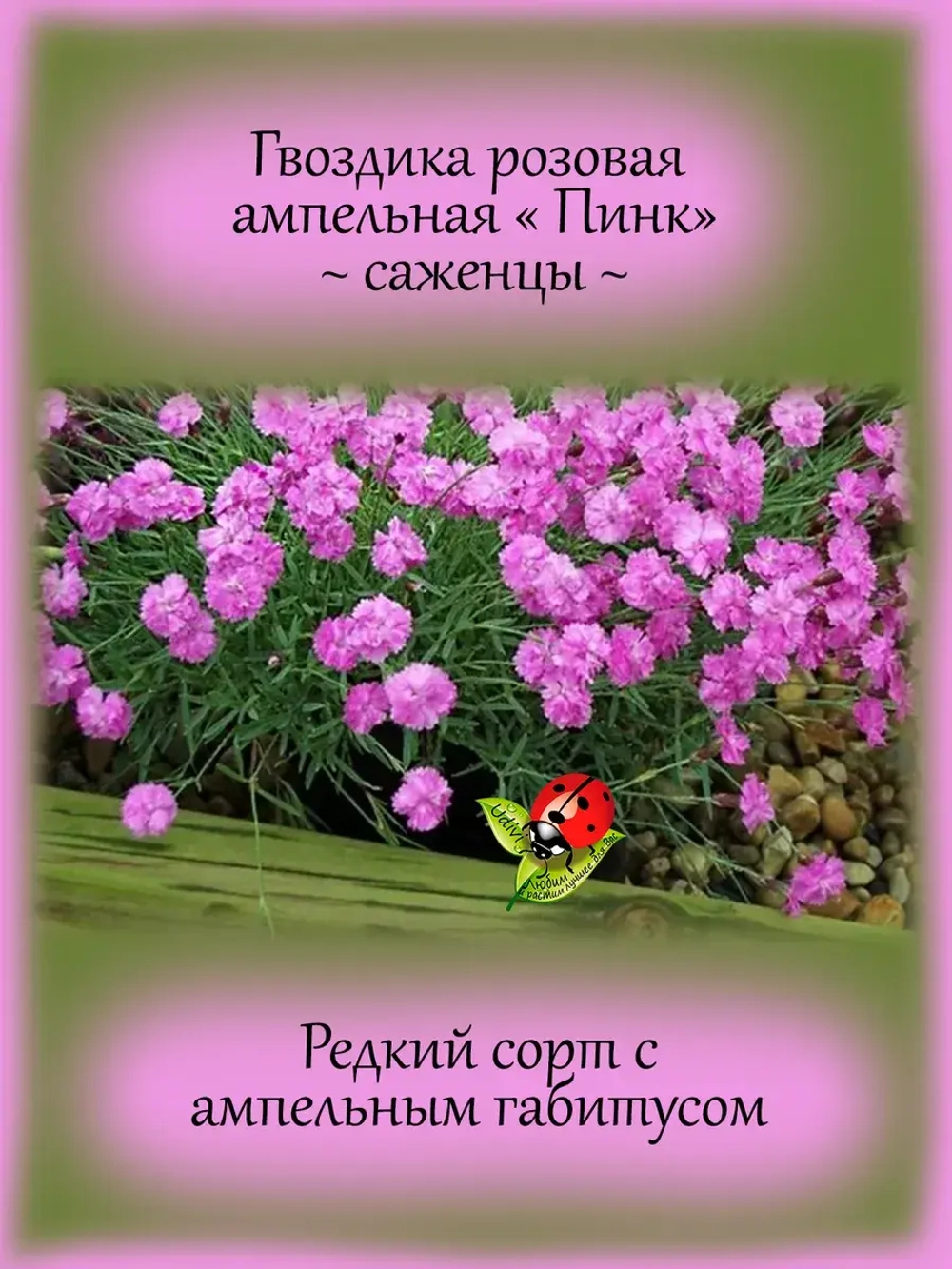 Гвоздика ампельная Пинк розовая