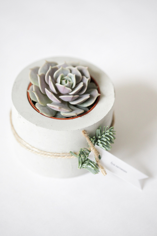 Маленький суккулент в праздничном бетонном кашпо