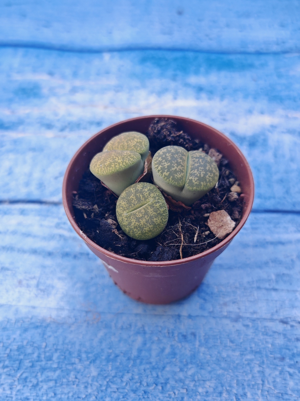 Lithops sp. (Литопсы)