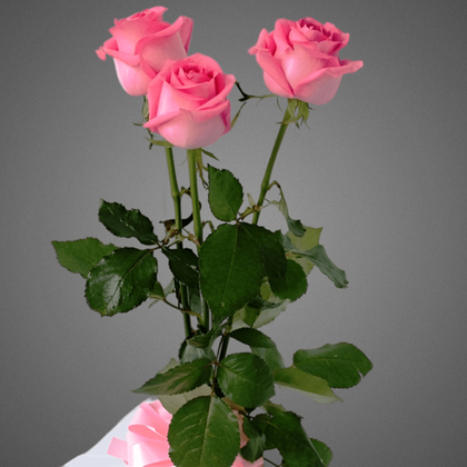 Букет из 3 розовых роз