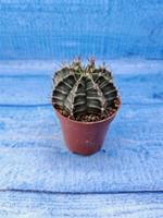 Gymnocalycium Friedrichii (Гимнокалициум)