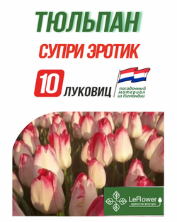 Тюльпан Луковица, Супри Эротик, 10шт