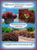 Альтернантера ампельная красная