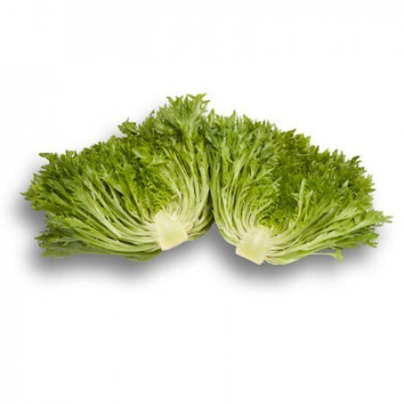 Эксайт семена салата хрустящего с сильно рассеченным листом (Rijk Zwaan /ALEXAGRO) культура – фото 7
