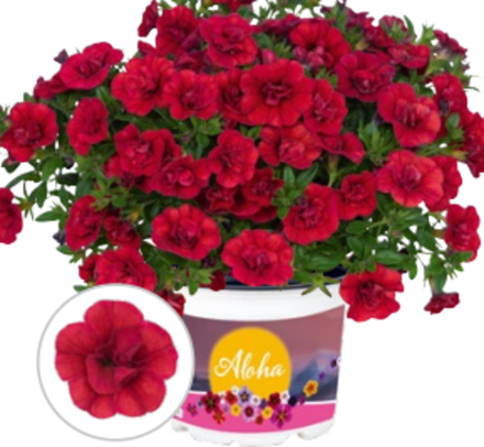 ЕВРО Calibrahoa Aloha double Red ОКС укорененный черенок. 15-20 марта