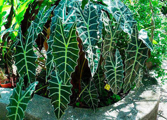 Алоказия в доме: эффектное тропическое растение и все нюансы ухода