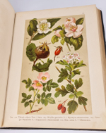 "Ботанический атлас по системе де-Кандоля". К.Гофман. 1899г.