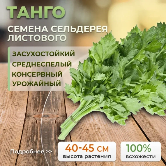 ТАНГО семена сельдерея (Bejo | Alexagro) – фото 1