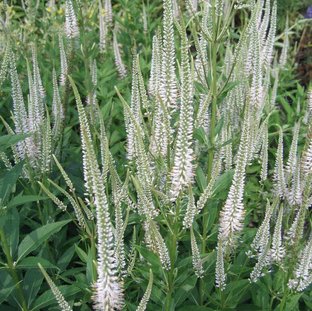 Вероникаструм виргинский "Album". Veronicastrum virginicum "Album".