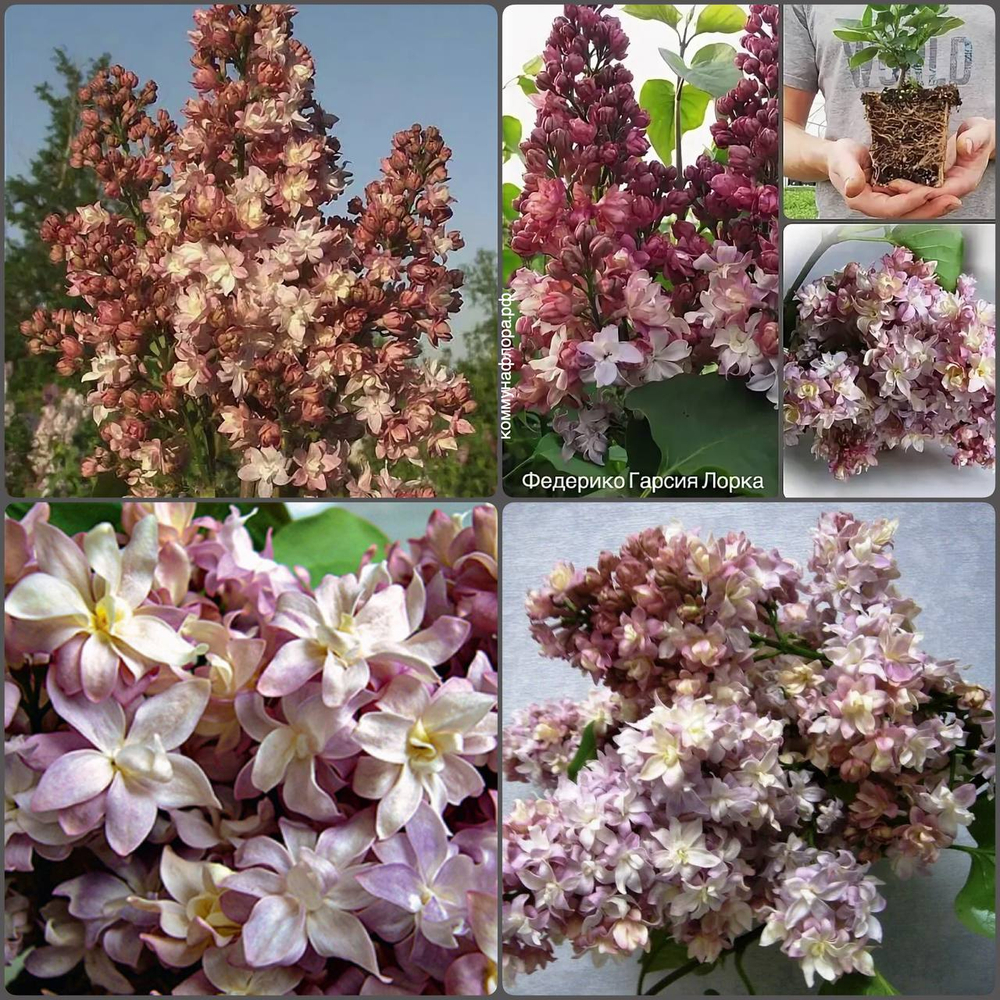 Сирень обыкновенная Адмирал Нахимов С3 30-50 см см Закупка М64 май 2026