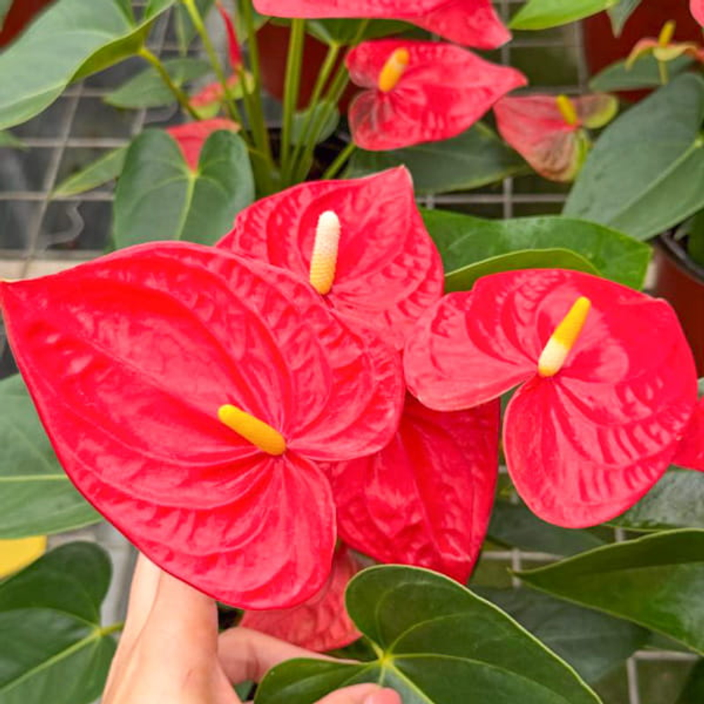 Антуриум Андре SAKURA RED