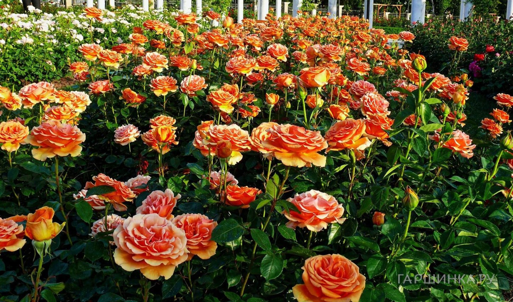 Роза Ашрам С7 Закупка М57 июнь 2026