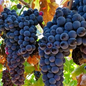 Тинта Баррока (Tinta Barroca) - красный сорт винограда