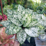 Аглаонема MORADOKLOK ROUND LEAF (A47)